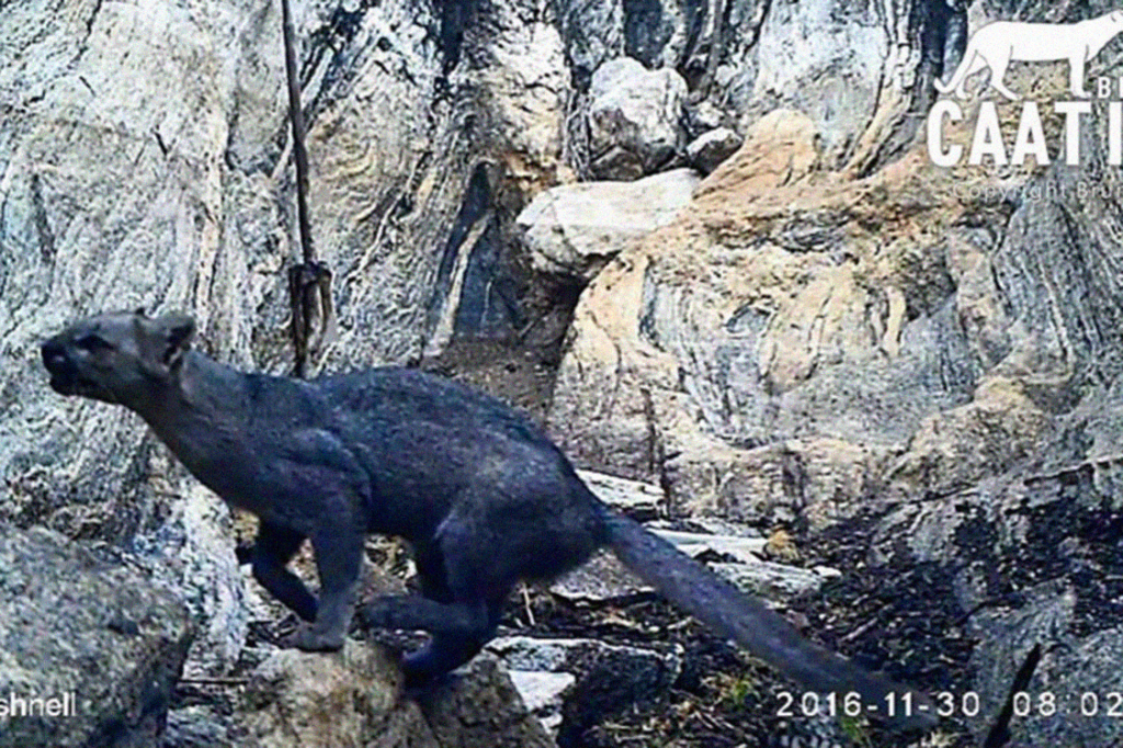 Pumas raros são vistos pela primeira vez no Nordeste