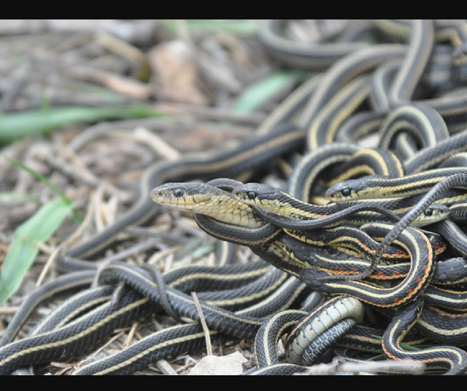 Luta por sexo encurta a vida de cobras macho, diz estudo