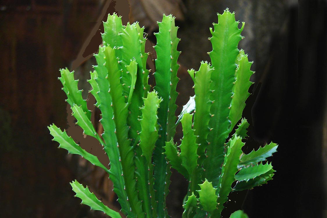Euphorbia trigona