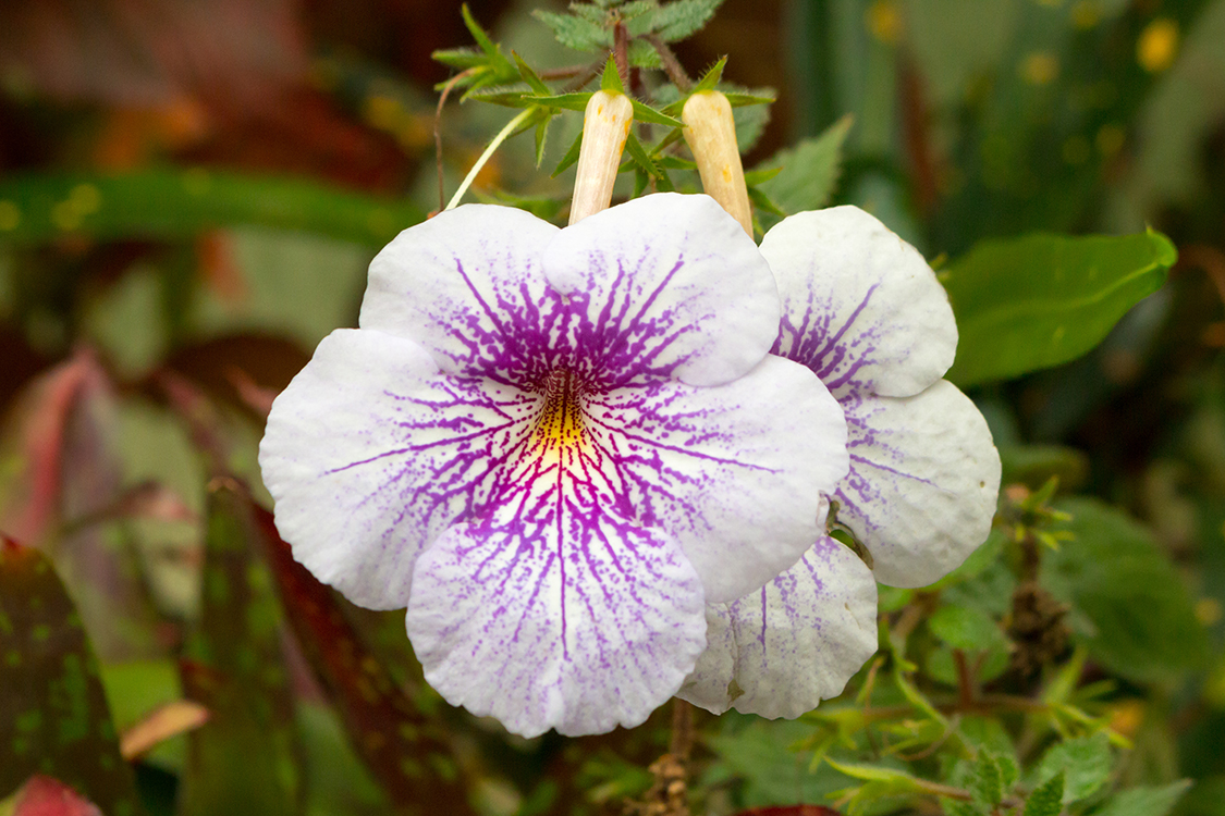 Glox&iacute;nia (Sinningia speciosa)