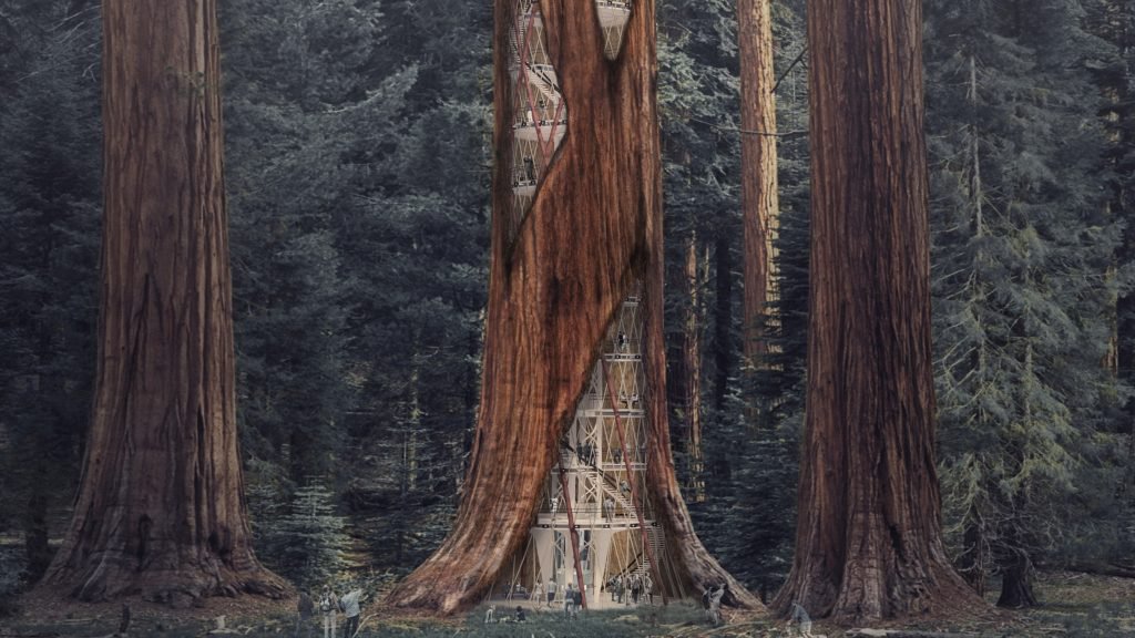sequoias0