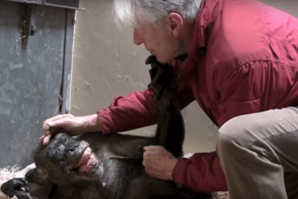 Chimpanzé ‘reconhece’ 1º cuidador e emociona a internet