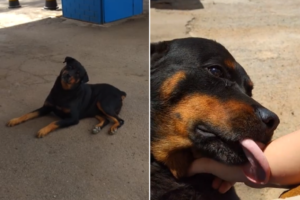 Este é o ‘cão de guarda’ mais manso do Brasil