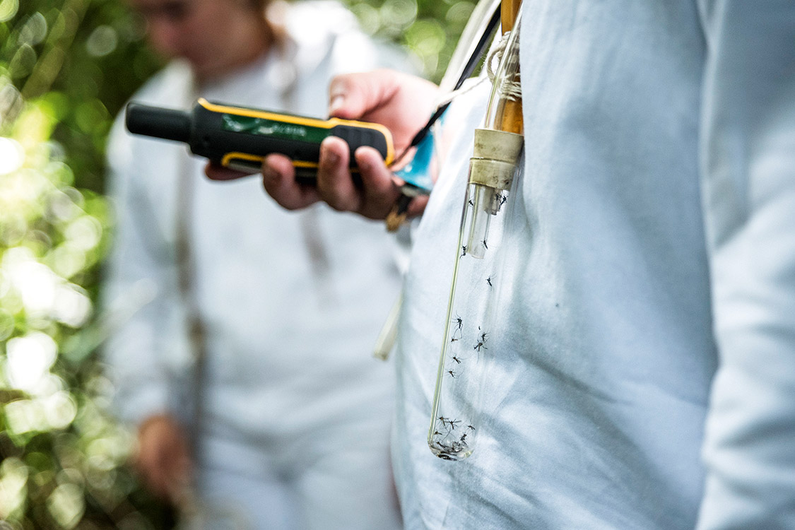 Estudo do mosquito &ndash; Profissionais vinculados &agrave; Secretaria Estadual de Sa&uacute;de de S&atilde;o Paulo analisam os transmissores da febre amarela em Mairipor&atilde;