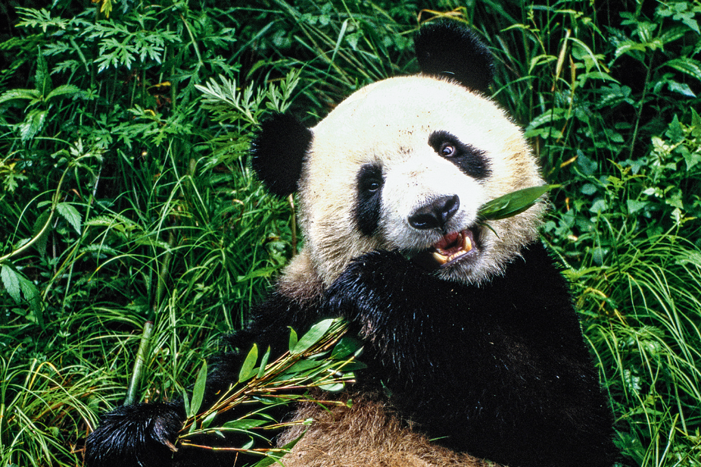 Por que os pandas preferem bambu à carne?