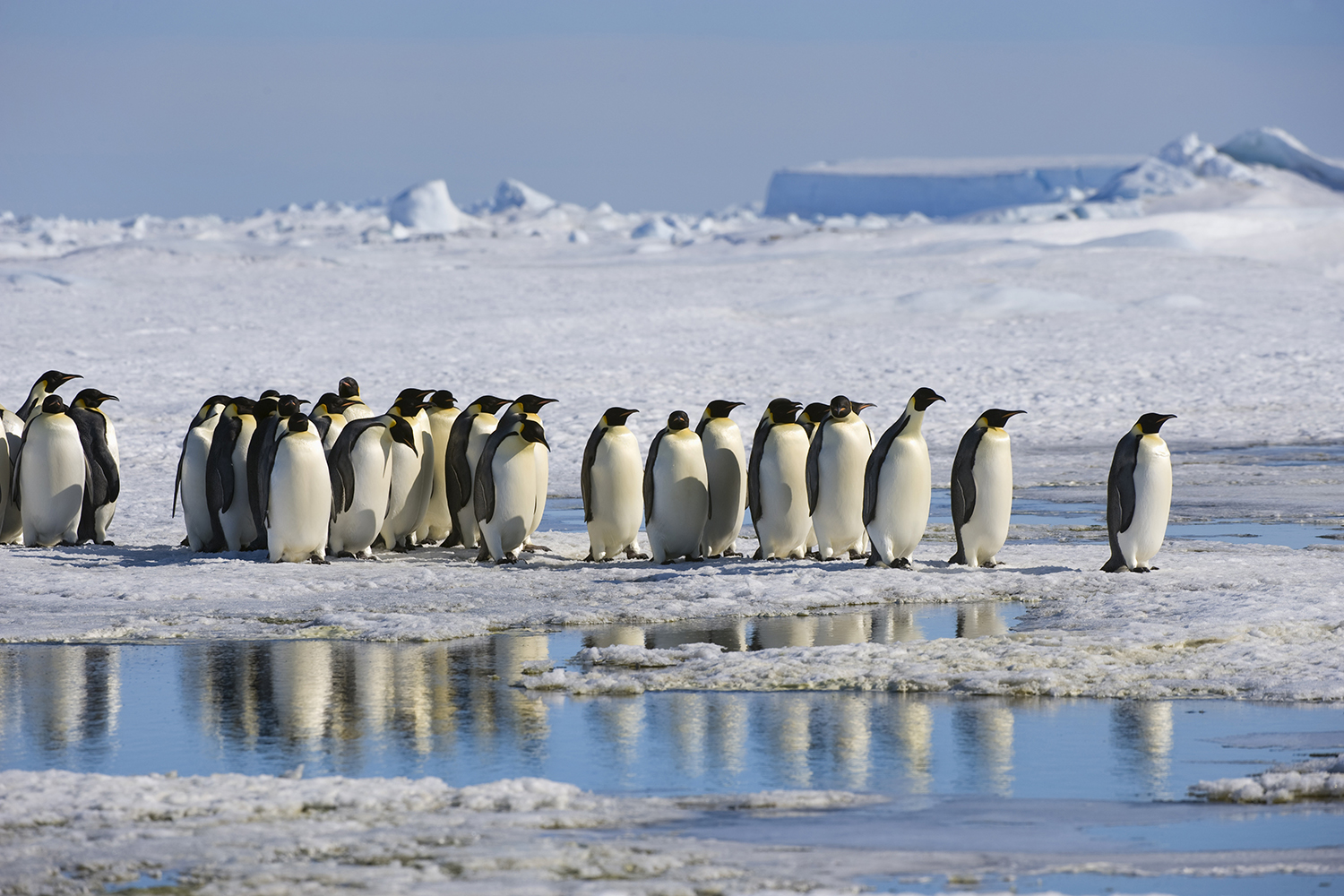 Antarctica, Weddell Sea, Snow Hill Island, Group Of Emperor