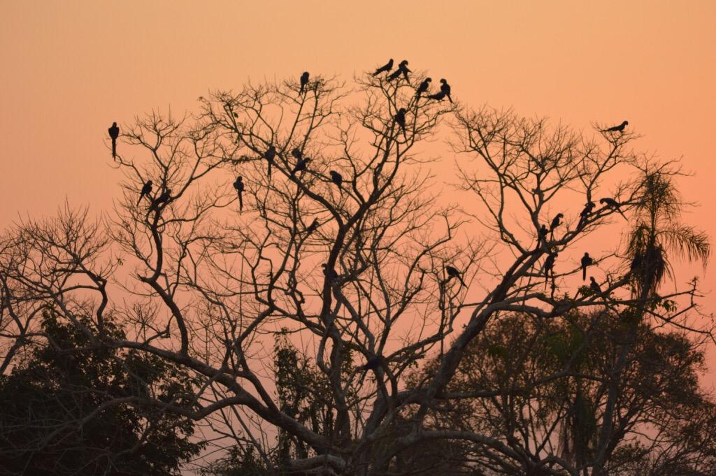 Araras na Fazenda São Francisco Perigara