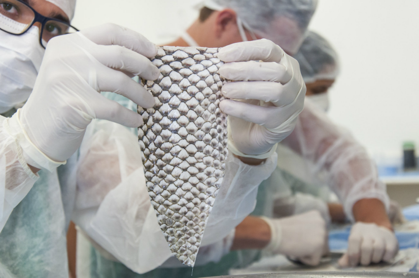 Pele de tilápia pode ser usada para tratamento de queimaduras no Líbano