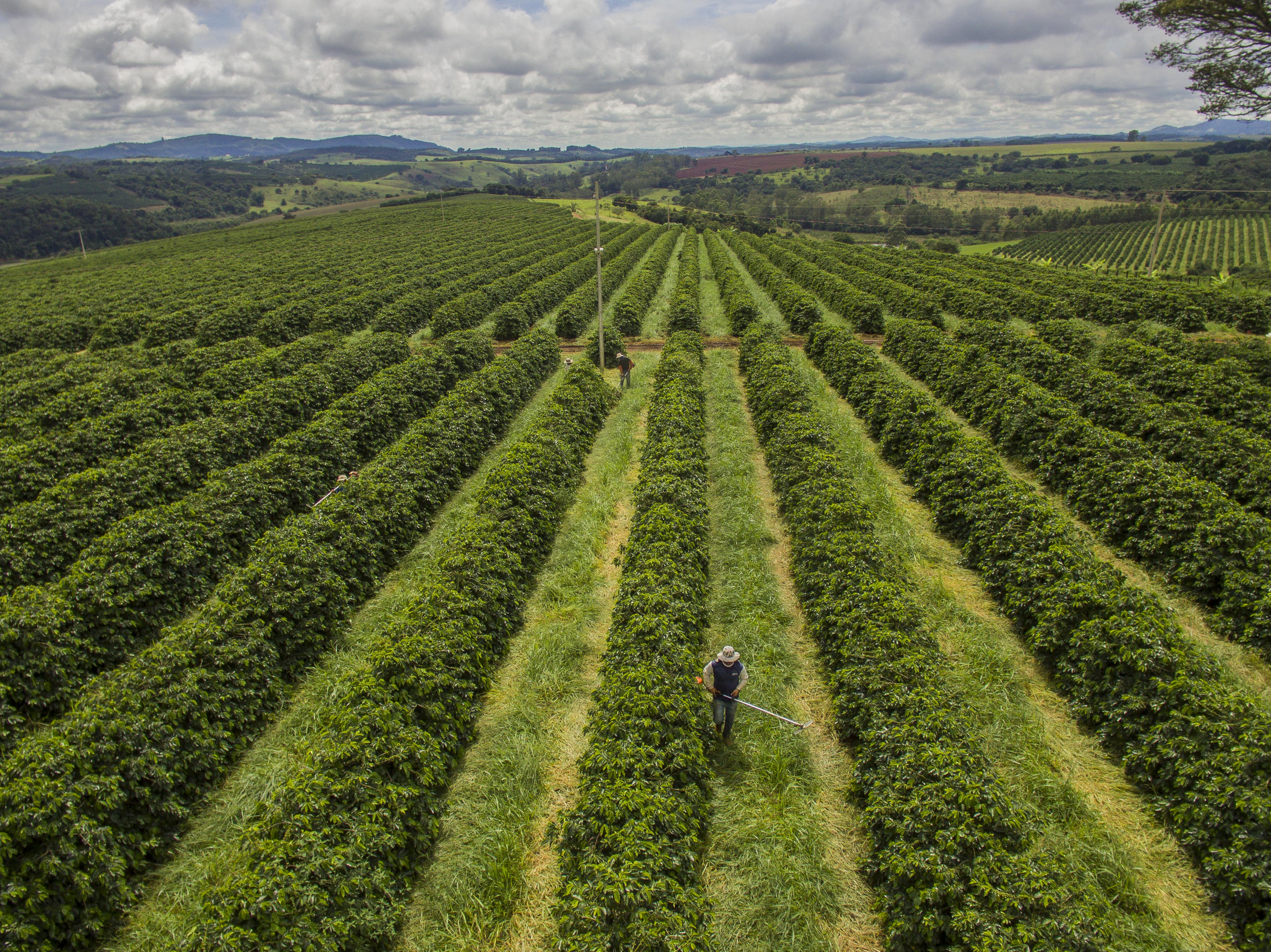 Plantação de café em São Gonçalo do Sapucaí – MG