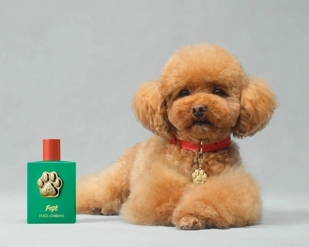 Luxo ou Lucro? Perfume para cães da Dolce&Gabanna causa polêmica