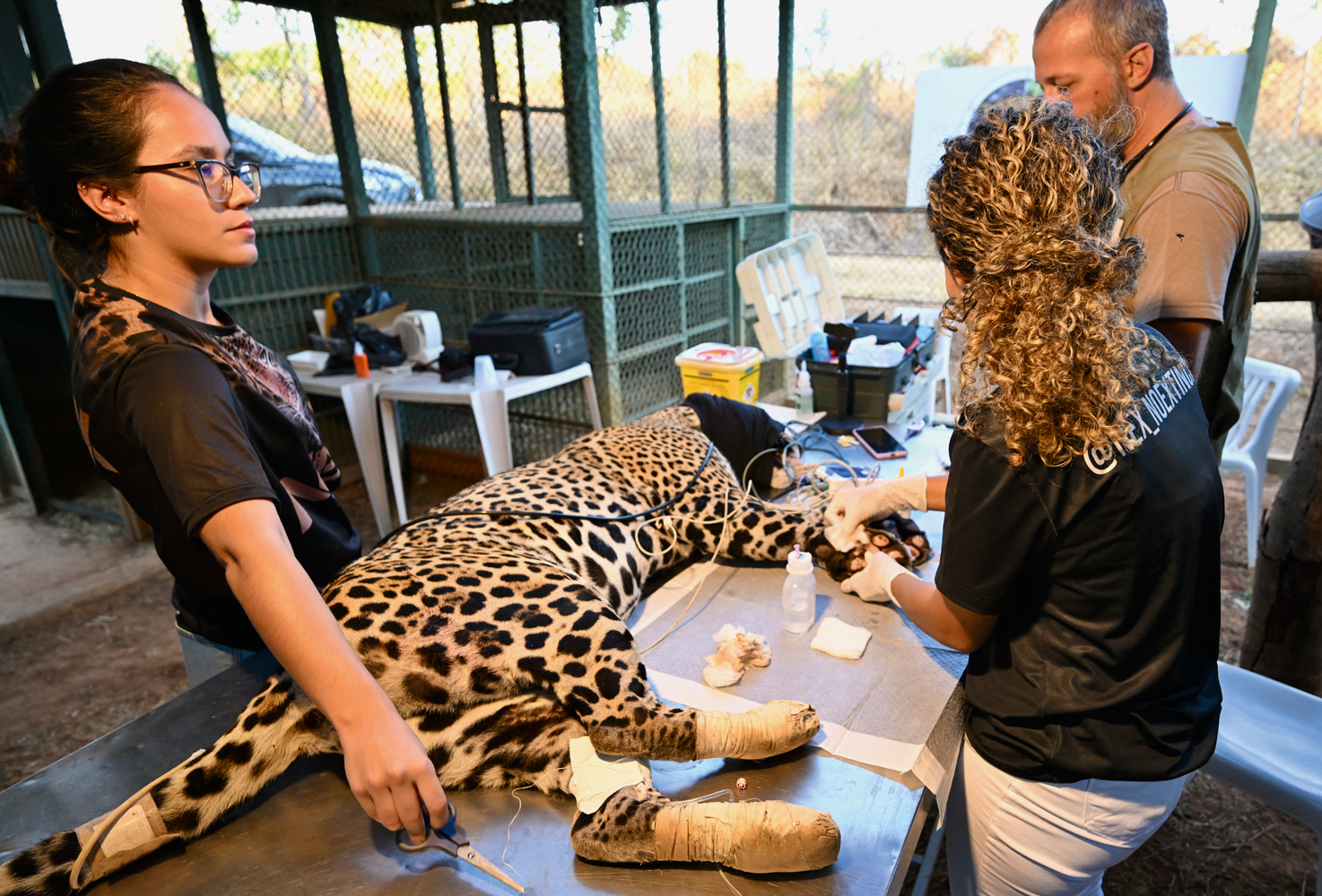 PROPOSTA -&ensp;On&ccedil;a no Pantanal: les&otilde;es em animais podem se tornar agravante
