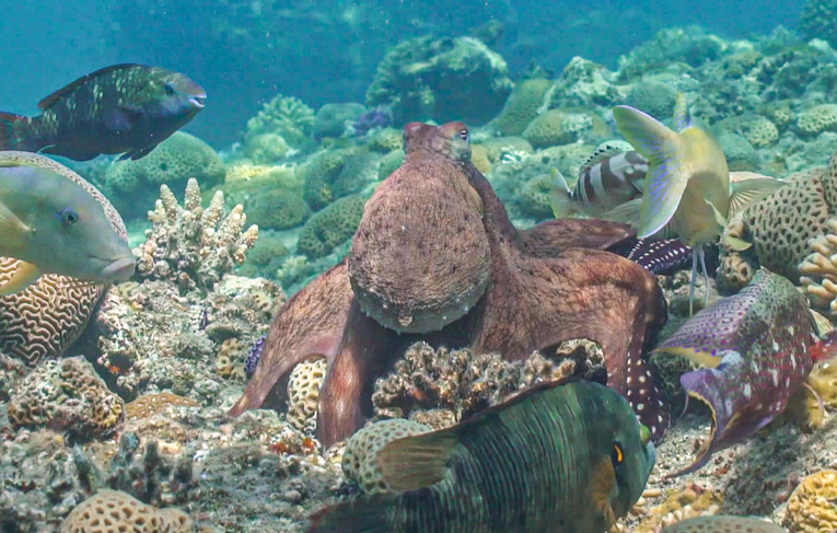 Dupla de milhões: como polvos e peixes armam emboscadas e caçam em grupo