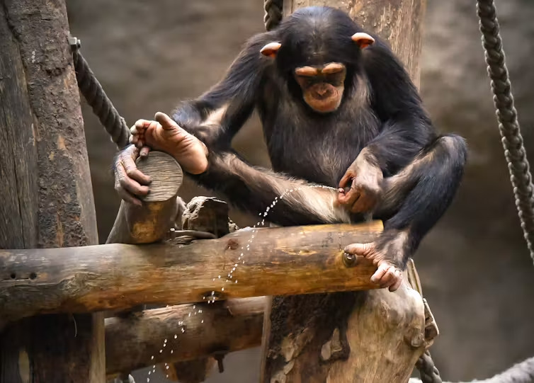 Os chimpanzés (também) urinam juntos para fazer amigos