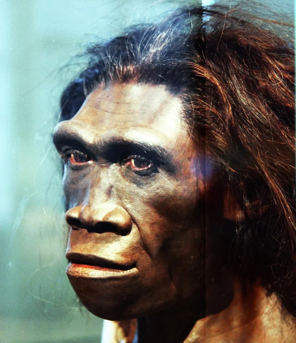 Homo erectus foi o primeiro ancestral a sobreviver em ambientes hostis