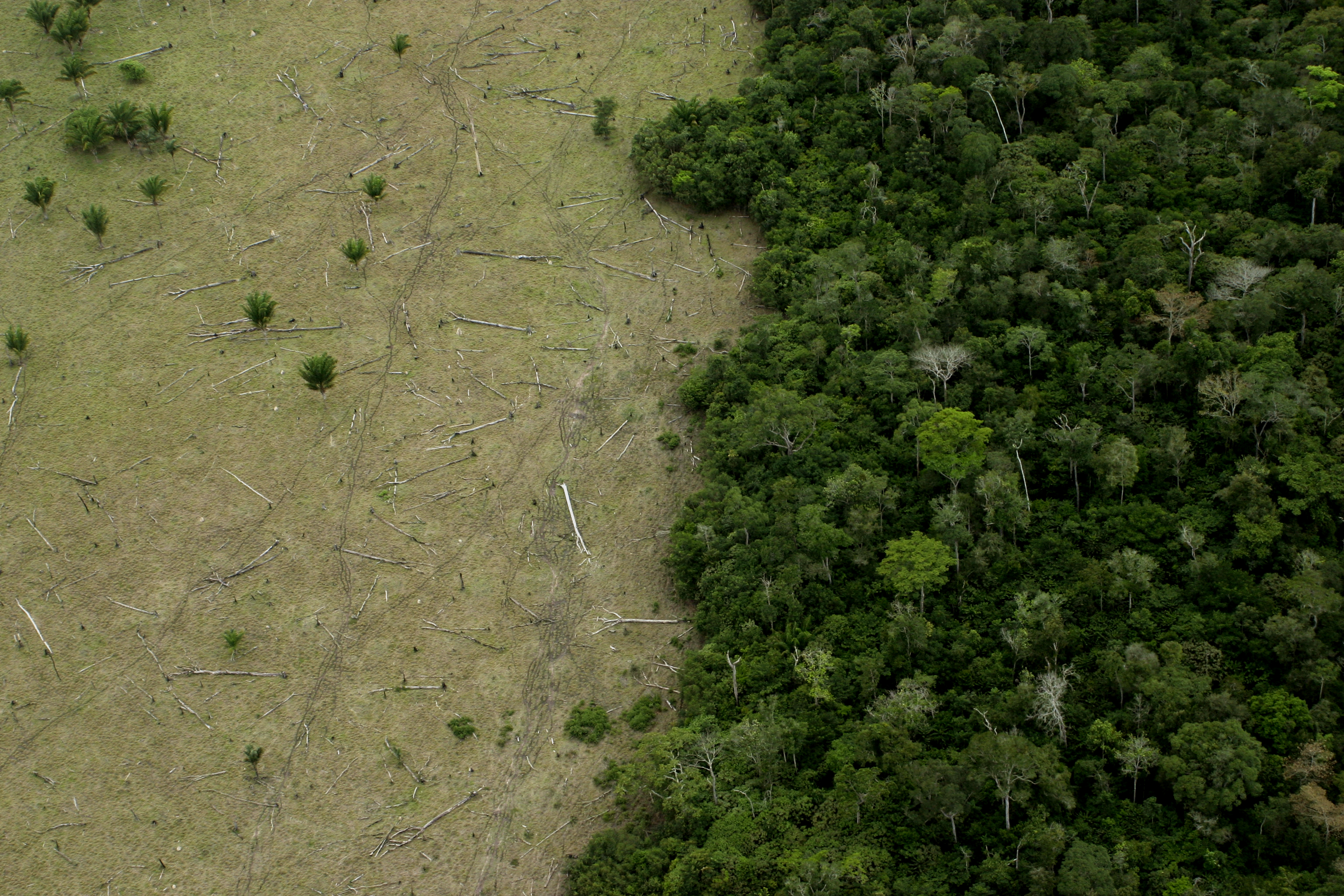 Area in Amazon Forest deforested for cattle and remaining forest.