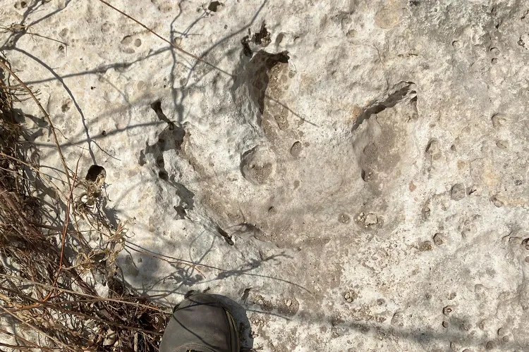 Pegadas de dinossauro de 115 milhões de anos surgem após enchente no Texas