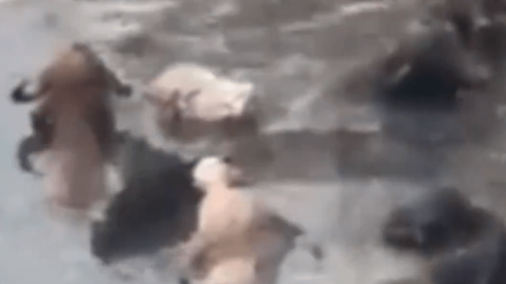 VÍDEO: Búfalos são flagrados tomando banho no Rio Pinheiros, em São Paulo