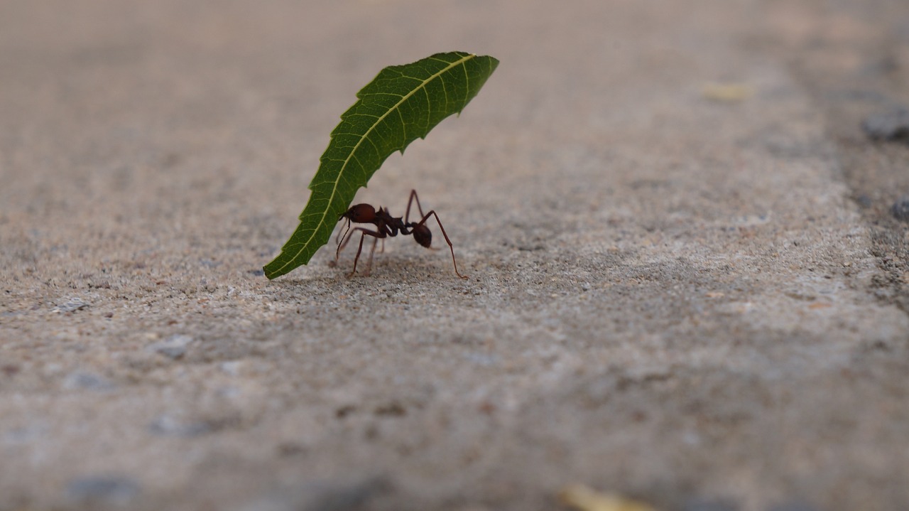 ant-4902223_1280