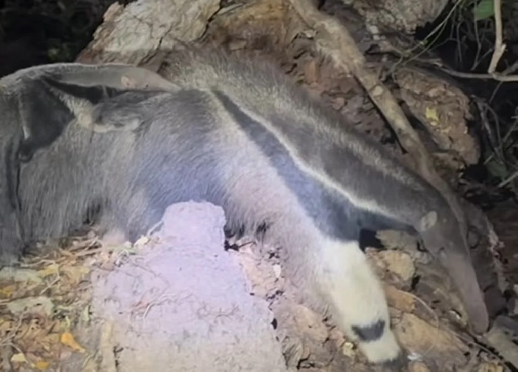 Vídeo inédito mostra tamanduá-bandeira carregando filhote no Pantanal