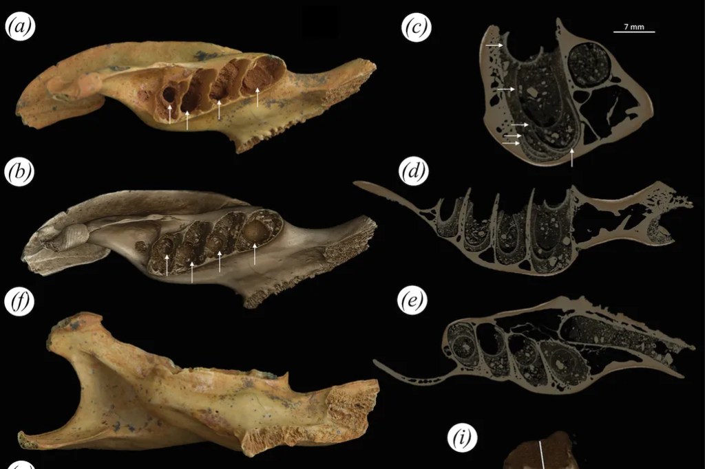 Abelhas pré-históricas faziam ninhos dentro de ossos, revelam fósseis