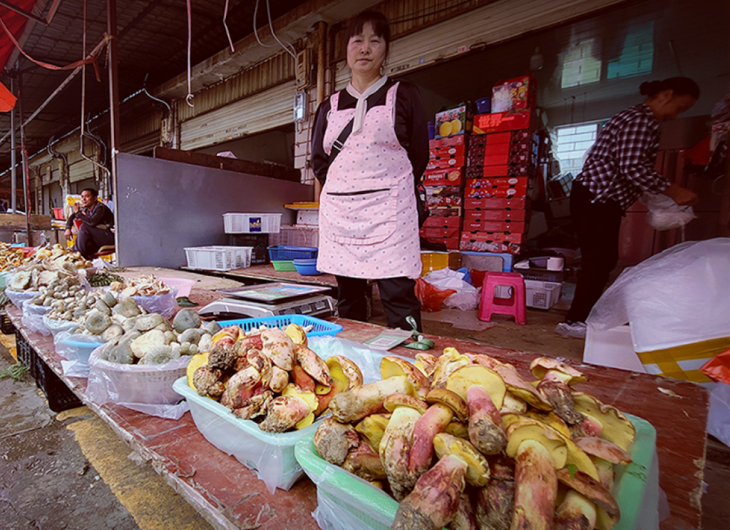 Cogumelo chinês provoca alucinações com humanoides minúsculos