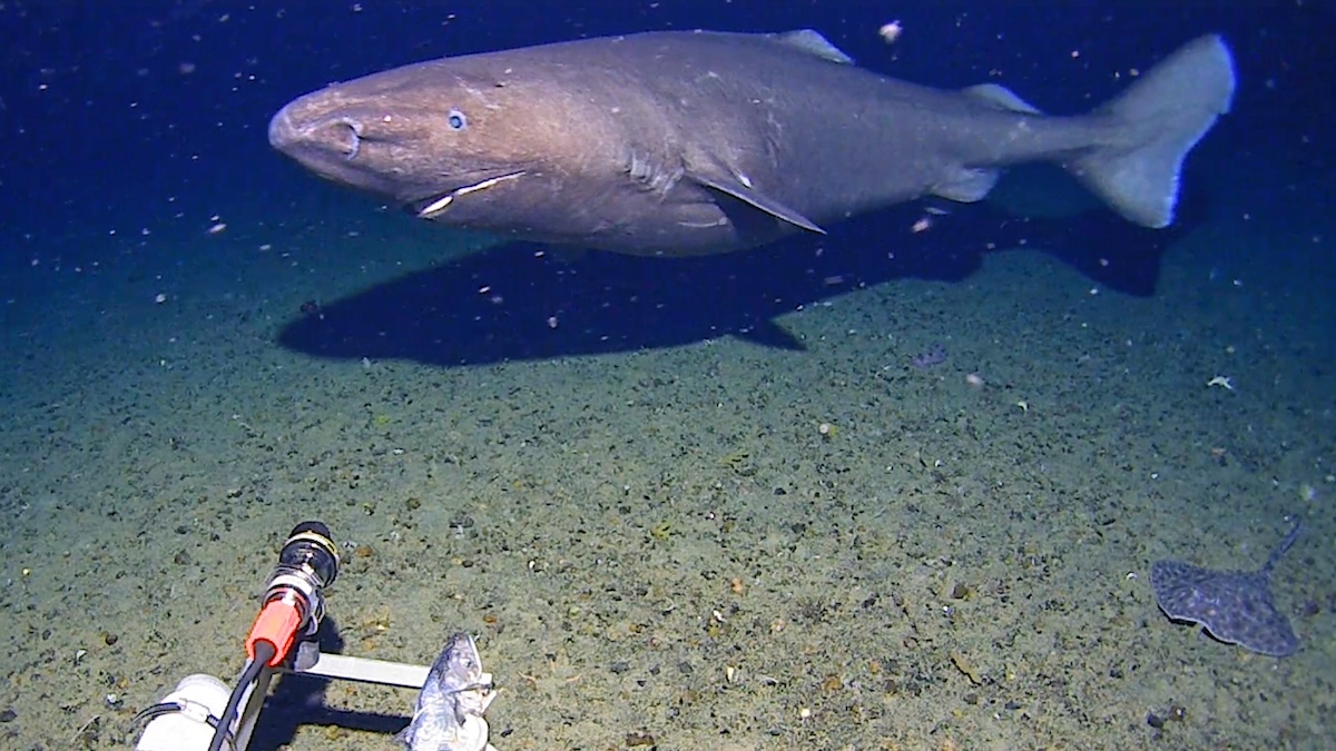 Antarctic-shark