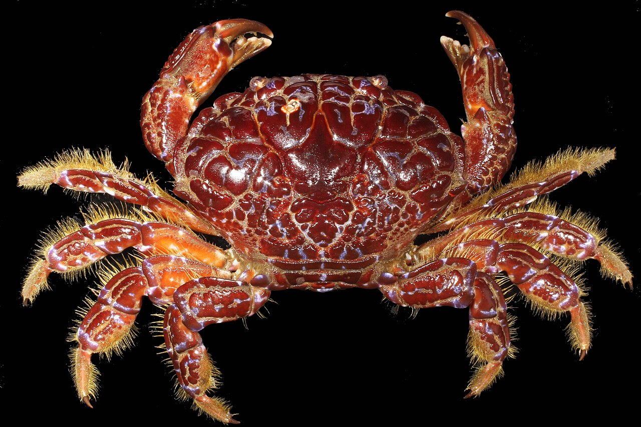 caranguejo do diabo
