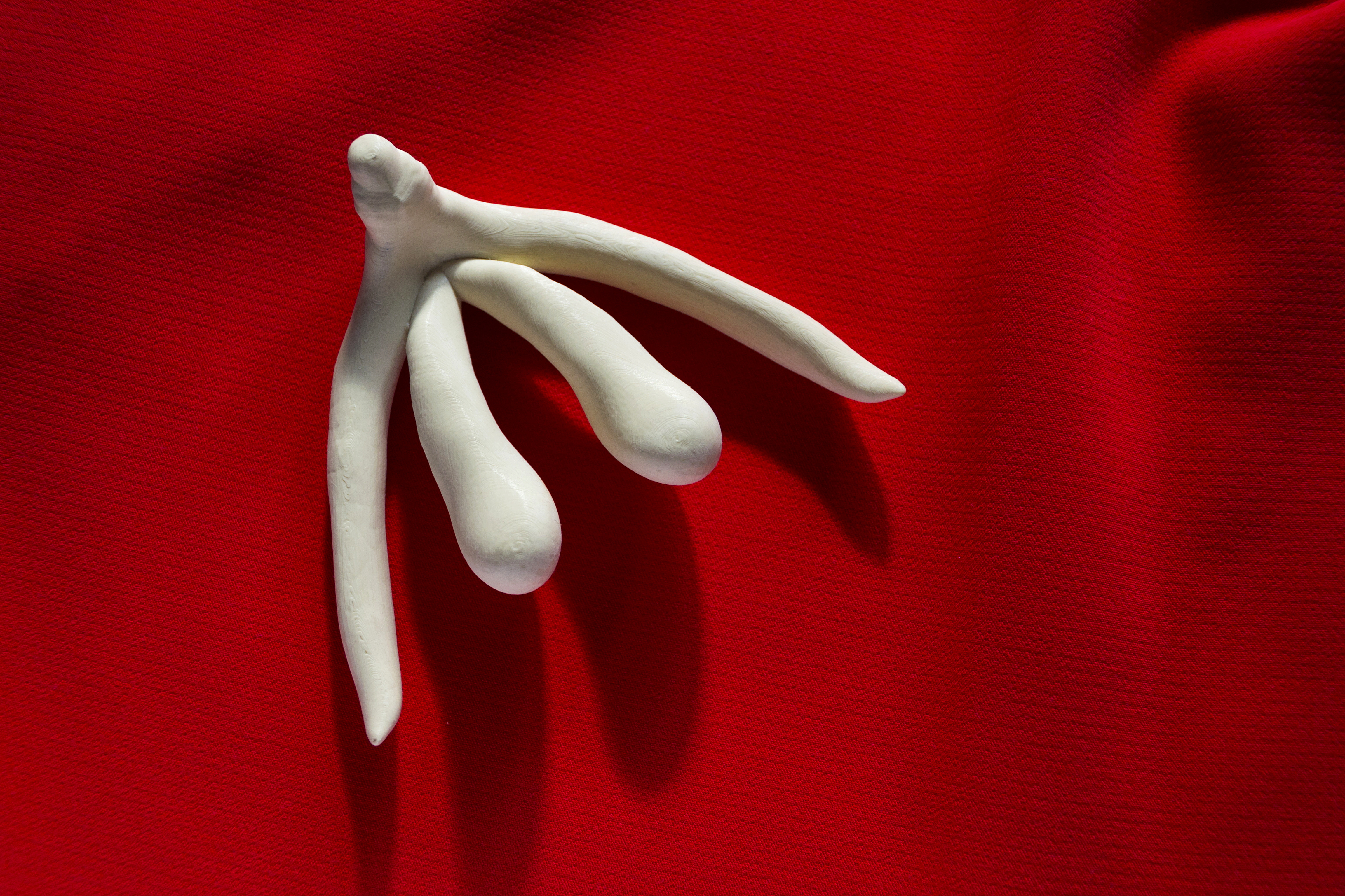 3d printed female sex organ clitoris for human anatomy lessons