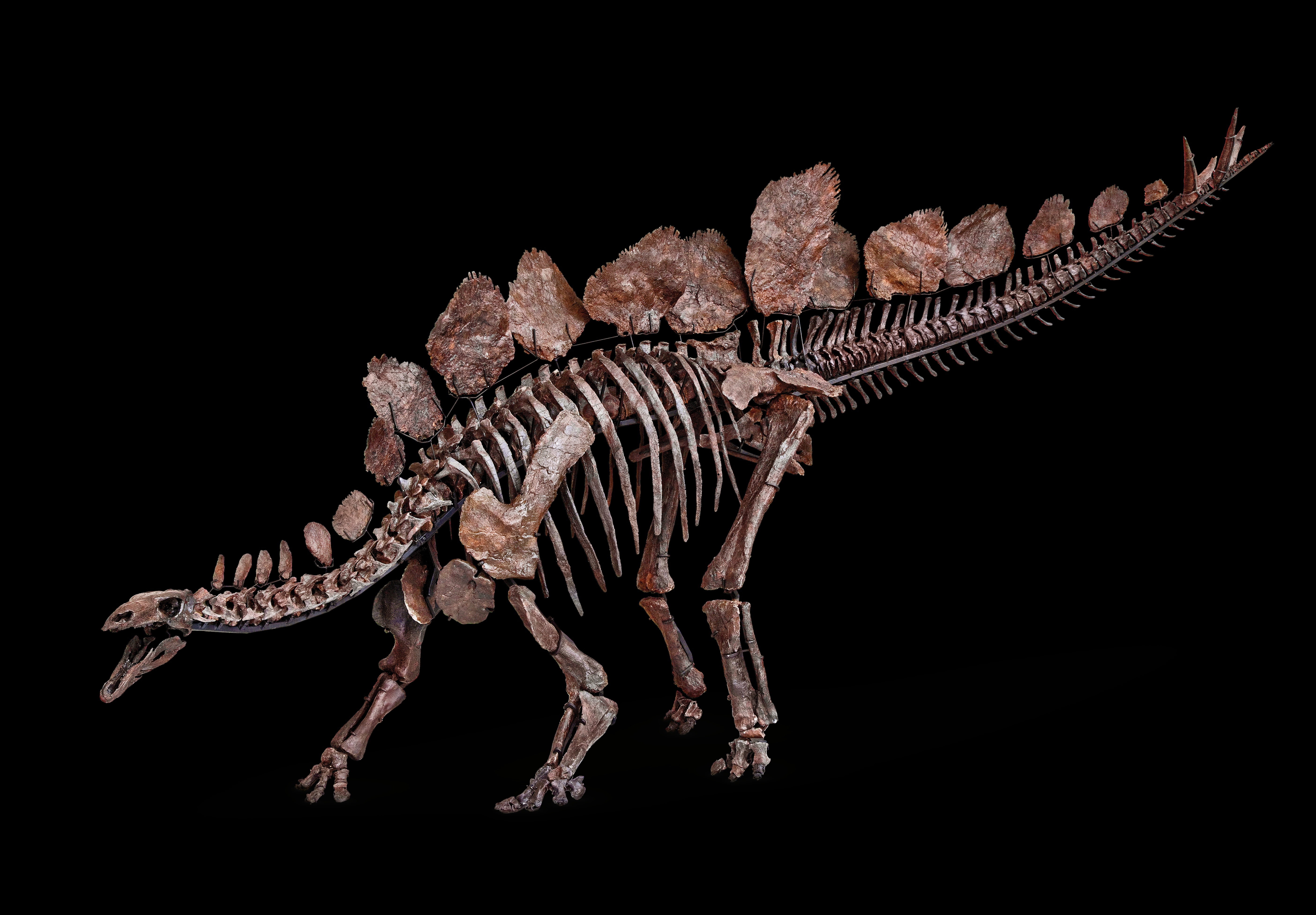 estegossauro